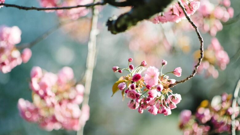Seasonal Symphony: Exploring Nature’s Flourish in Blooming Spring