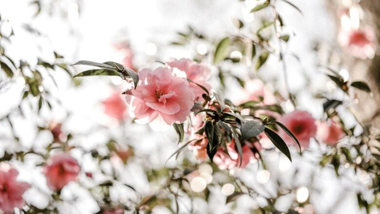 Springtime Splendor: A Journey Through Nature’s Blossoming Treasures